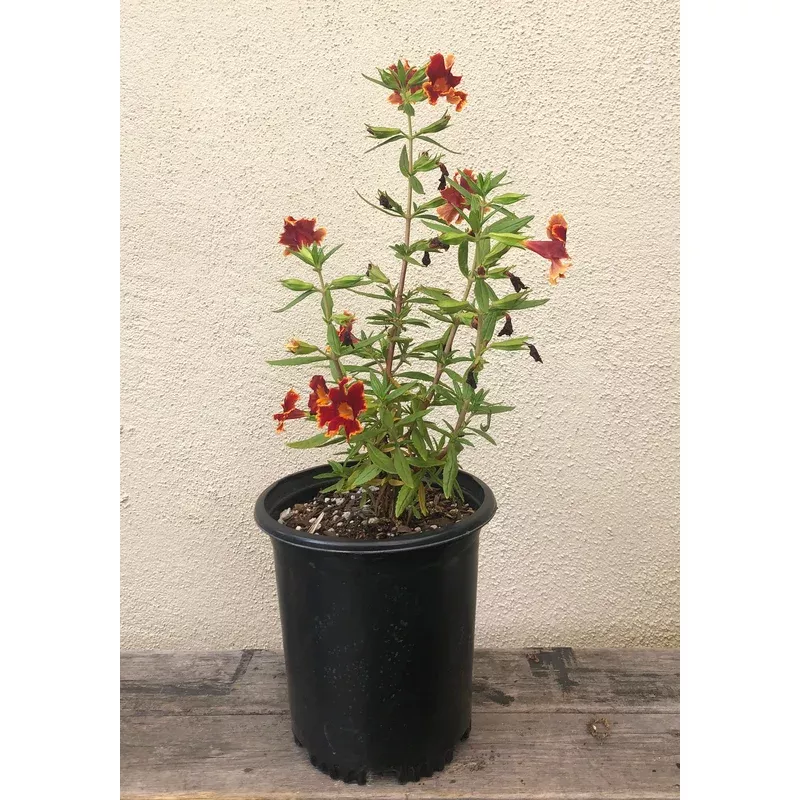 Diplacus (Mimulus) 'Fiesta Marigold'