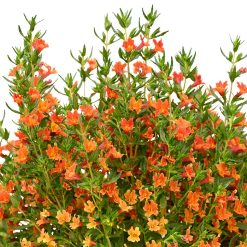 Diplacus (Mimulus) Mai Tai 'Orange'