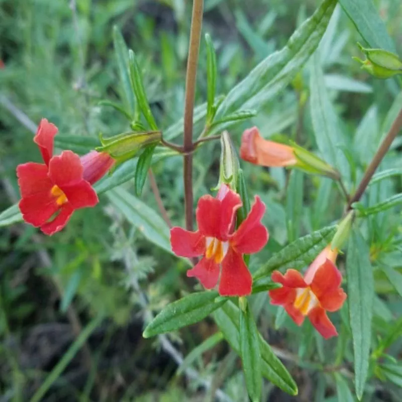 diplacus-mimulus-puniceus Diplacus (Mimulus) puniceus