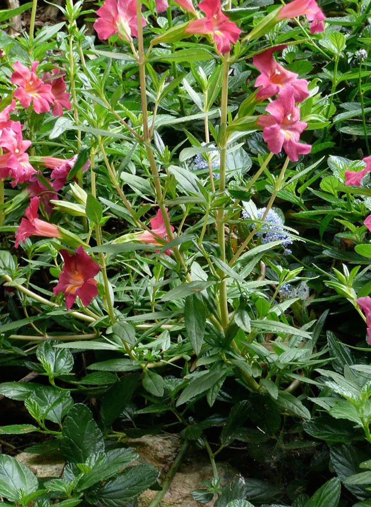 diplacus-trish-trish-monkeyflower-plant Diplacus 'Trish' - Trish Monkeyflower (Plant)