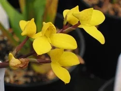 Disa aurata, 2" Pot