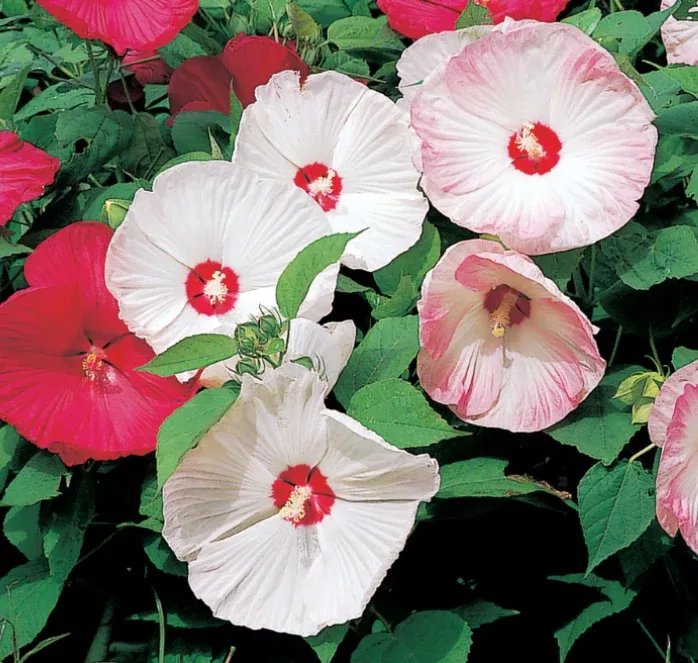 disco-belle-hybrid-mix-hibiscus-seeds Disco Belle Hybrid Mix Hibiscus Seeds
