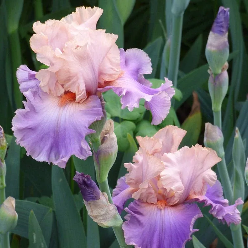 discovered-treasure-bearded-iris Discovered Treasure Bearded Iris
