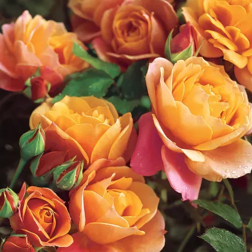 disneyland-floribunda-rose Disneyland Floribunda Rose