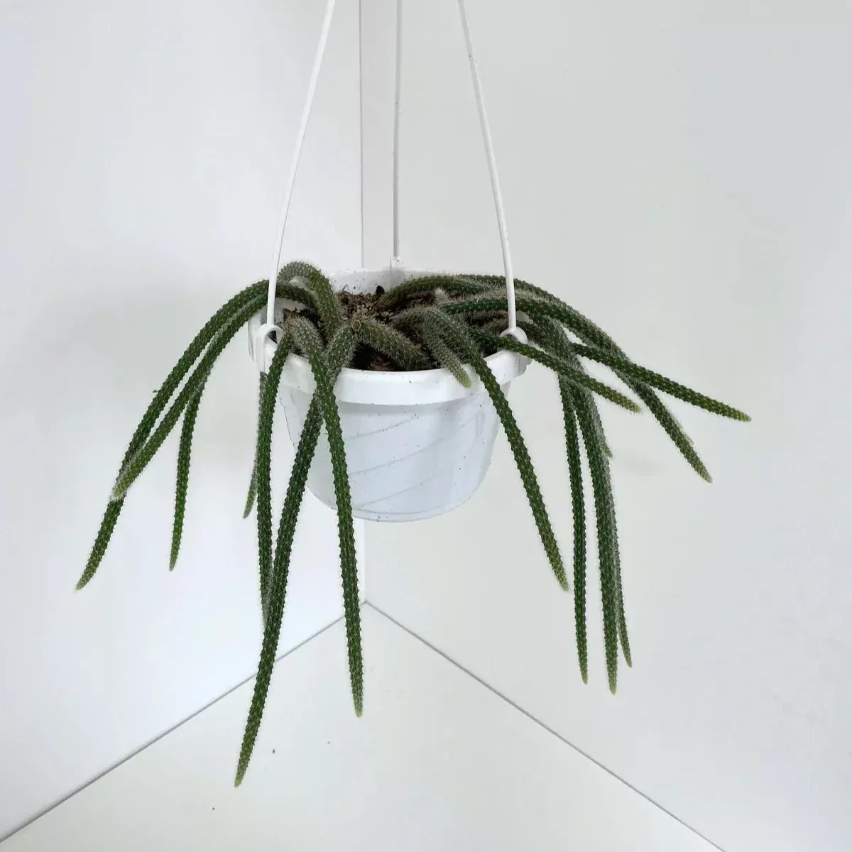 Disocactus flagelliformis – Rattail Cactus Hanging Basket