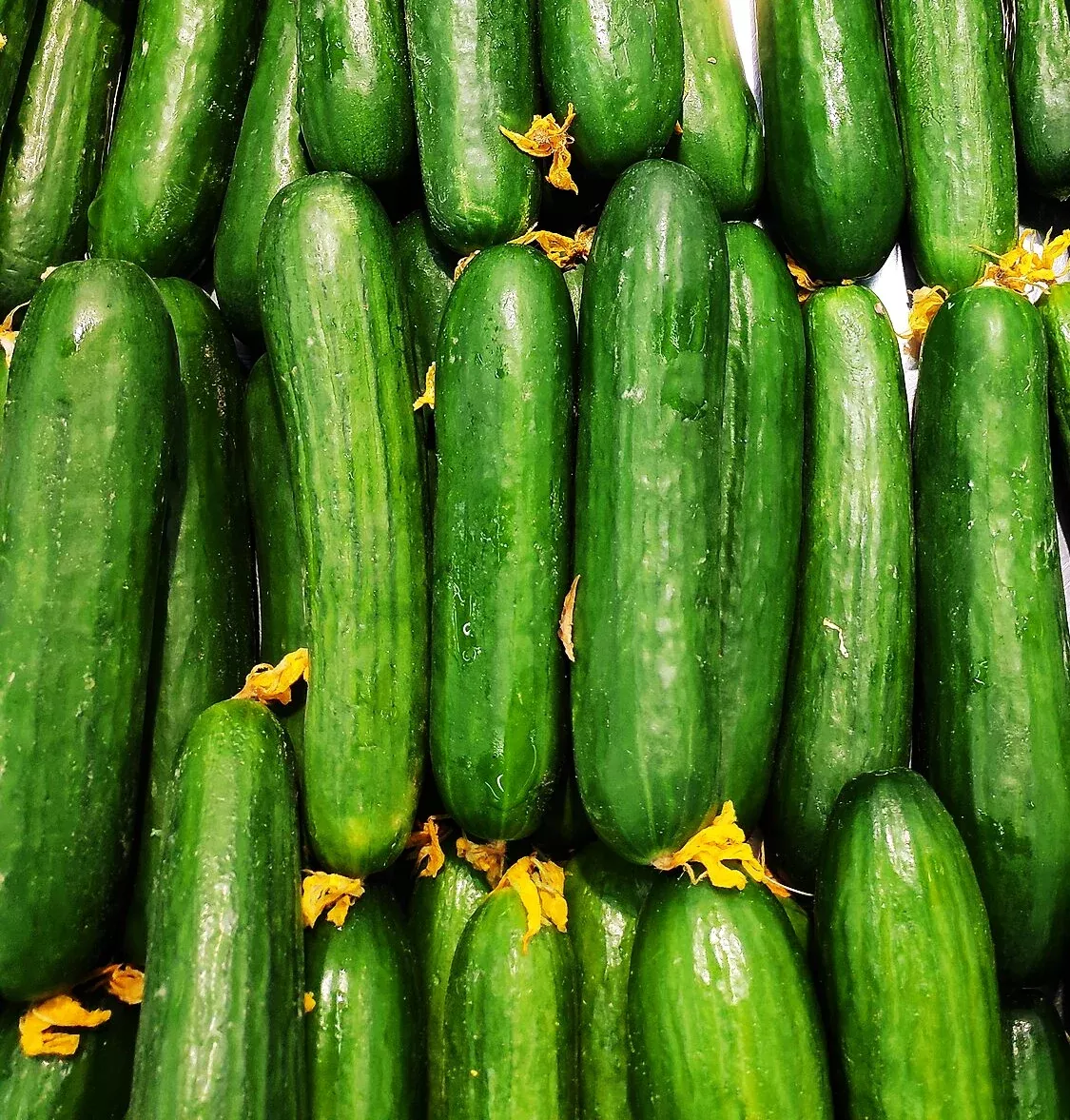 diva-seedless-persian-cucumber Diva Seedless Persian Cucumber