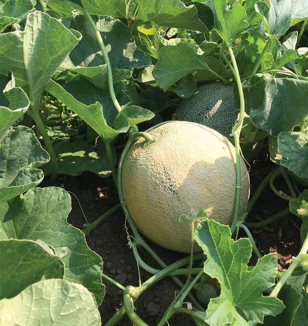 divergent-f1-certified-organic-melon Divergent F1 Certified Organic Melon