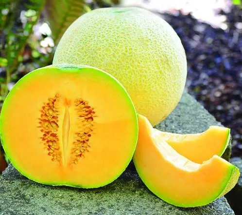 Divergent F1 Melon