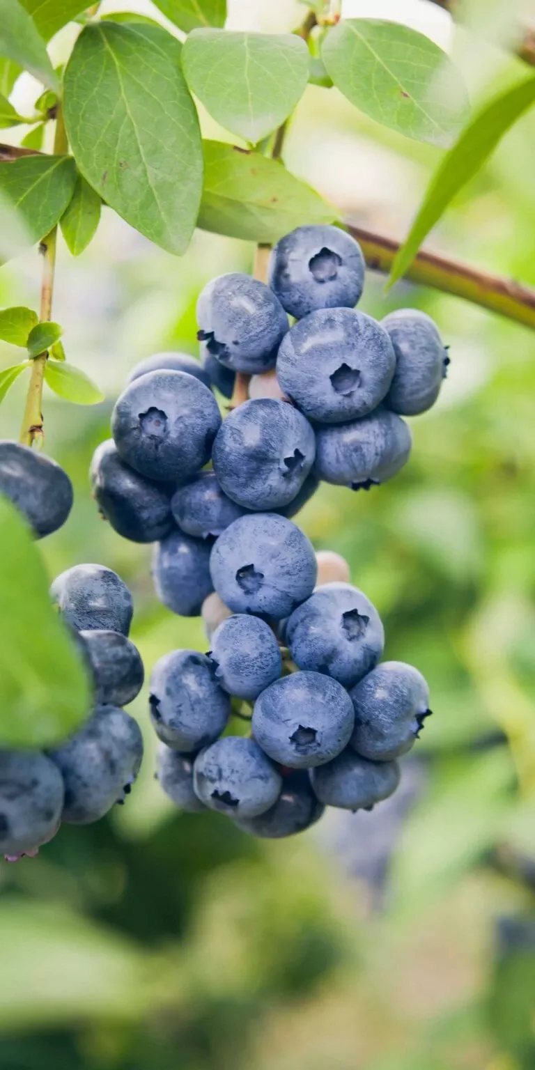 dixie-blueberry Dixie Blueberry