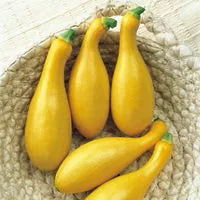 Dixie Hybrid Squash