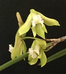 Dockrillia (Dendrobium) mortii