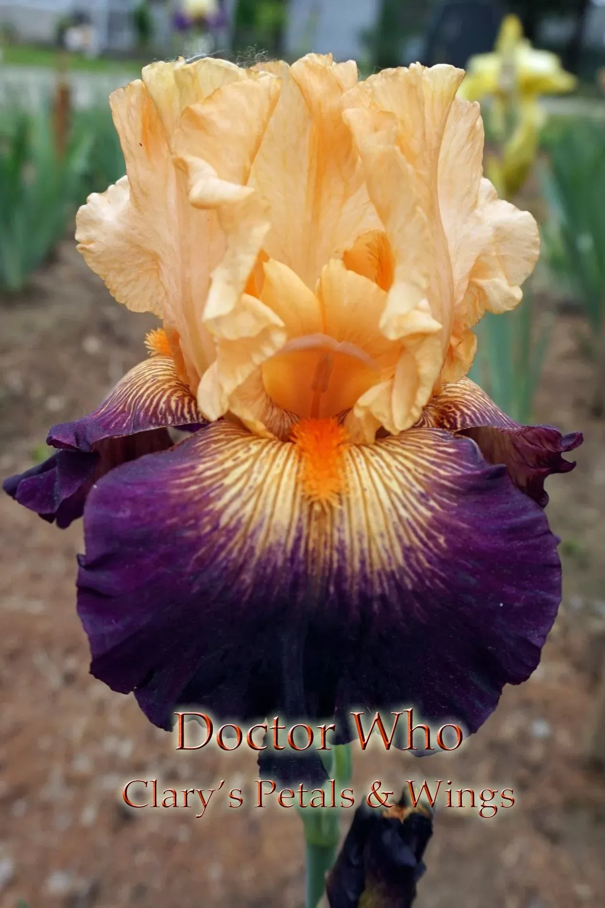 doctor-who-2010-tb-fragrant DOCTOR WHO - 2010 - TB - Fragrant