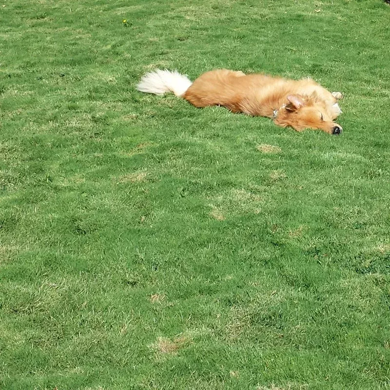 dog-tuff-grass Dog Tuff™ Grass