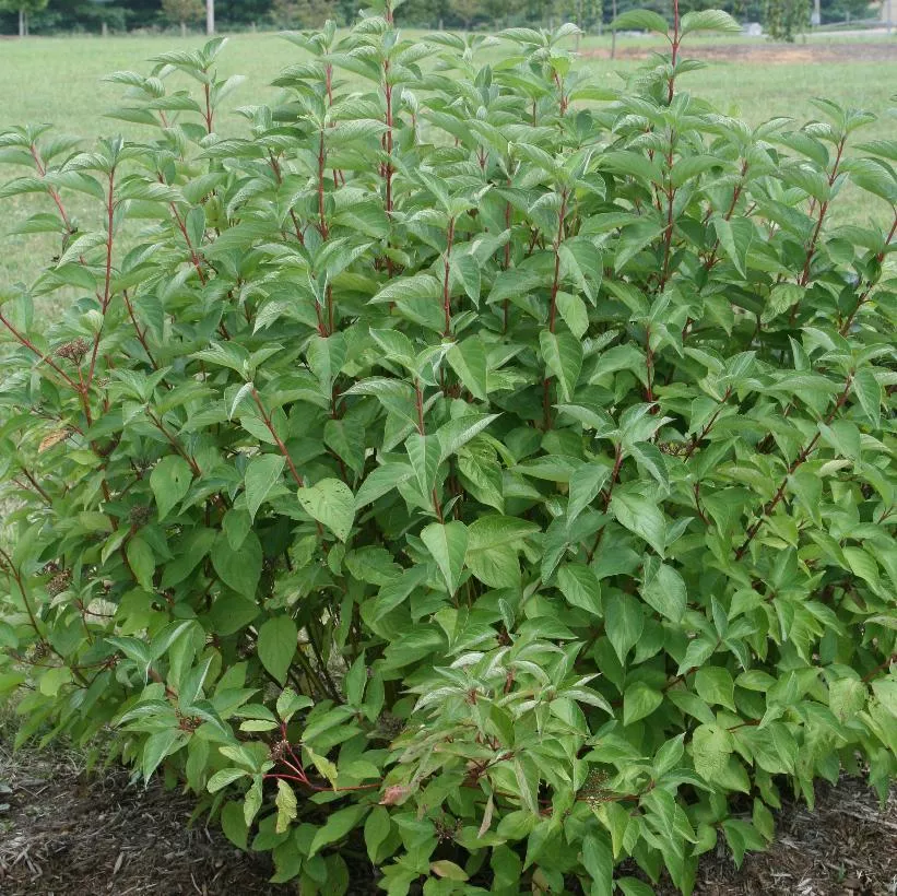 dogwood-arctic-fire-red-twig-8-pw-bl Dogwood:'Arctic Fire'™ Red Twig 8" PW (Bl)