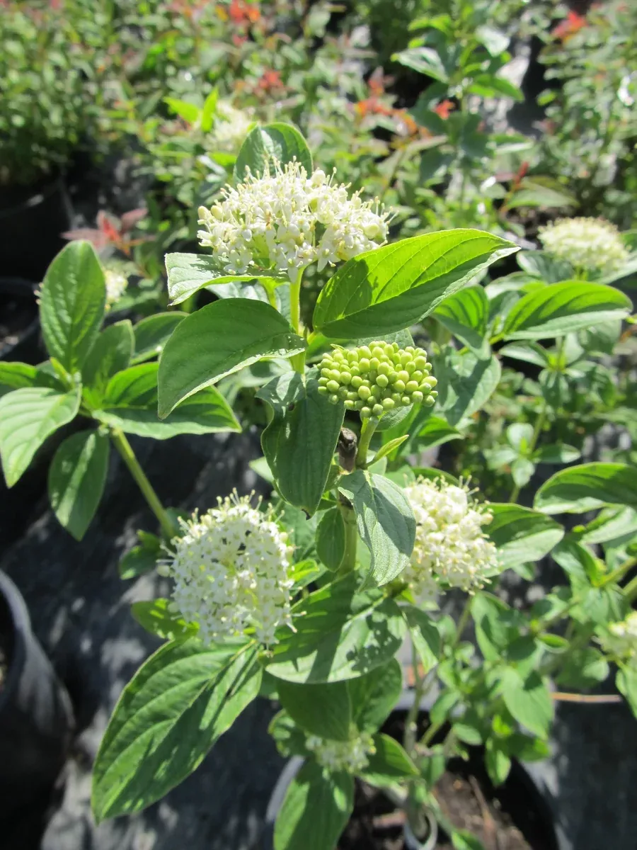 Dogwood:'Bud's Yellow Twig' -2Gal (Jf)