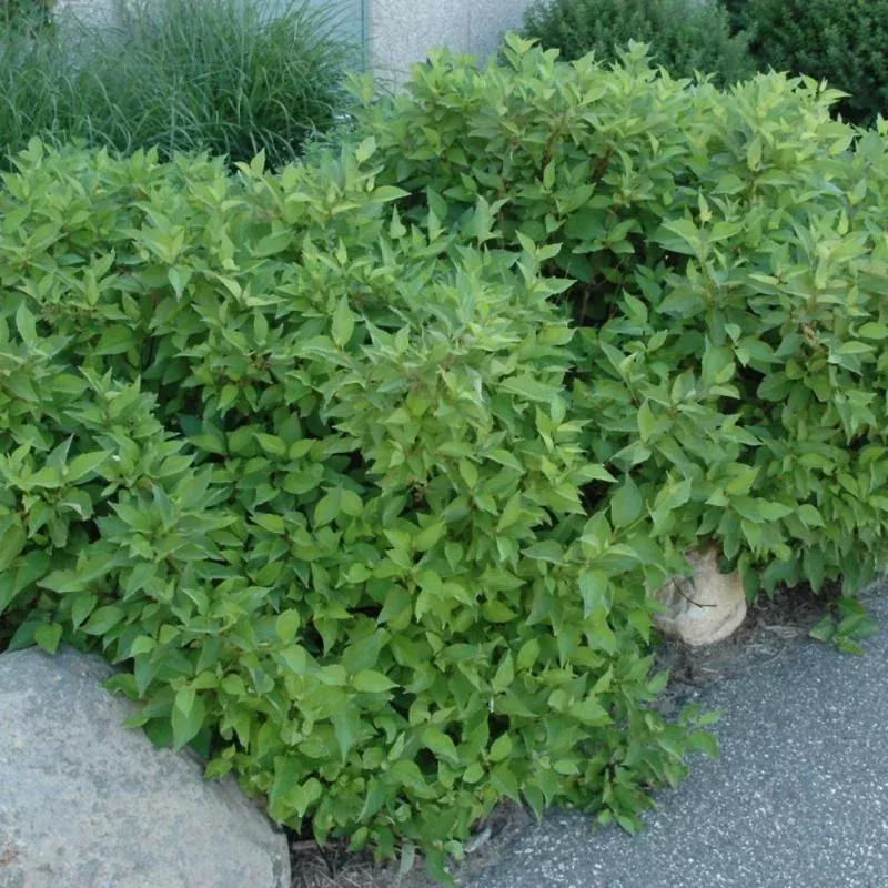 Dogwood 'Firedance'