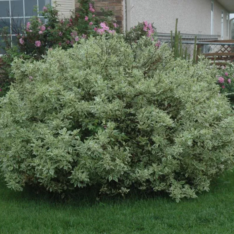 Dogwood 'Ivory Halo'
