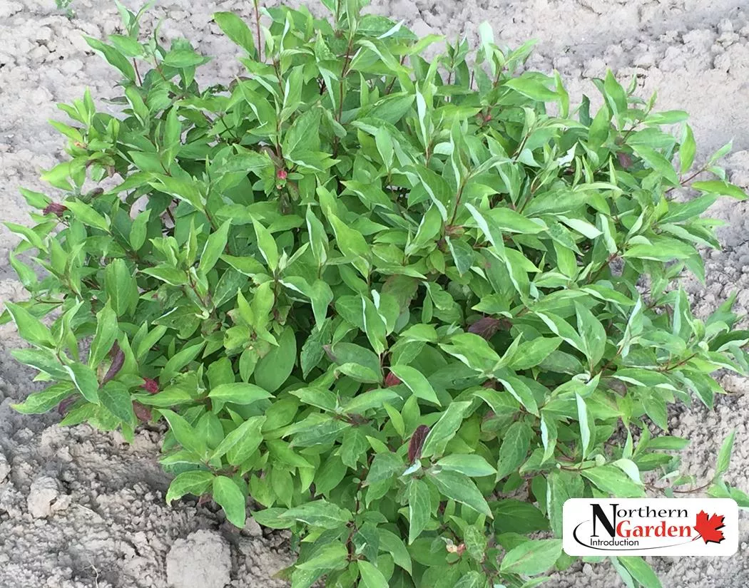 dogwood-little-rebel-br Dogwood:'Little Rebel' (BR)