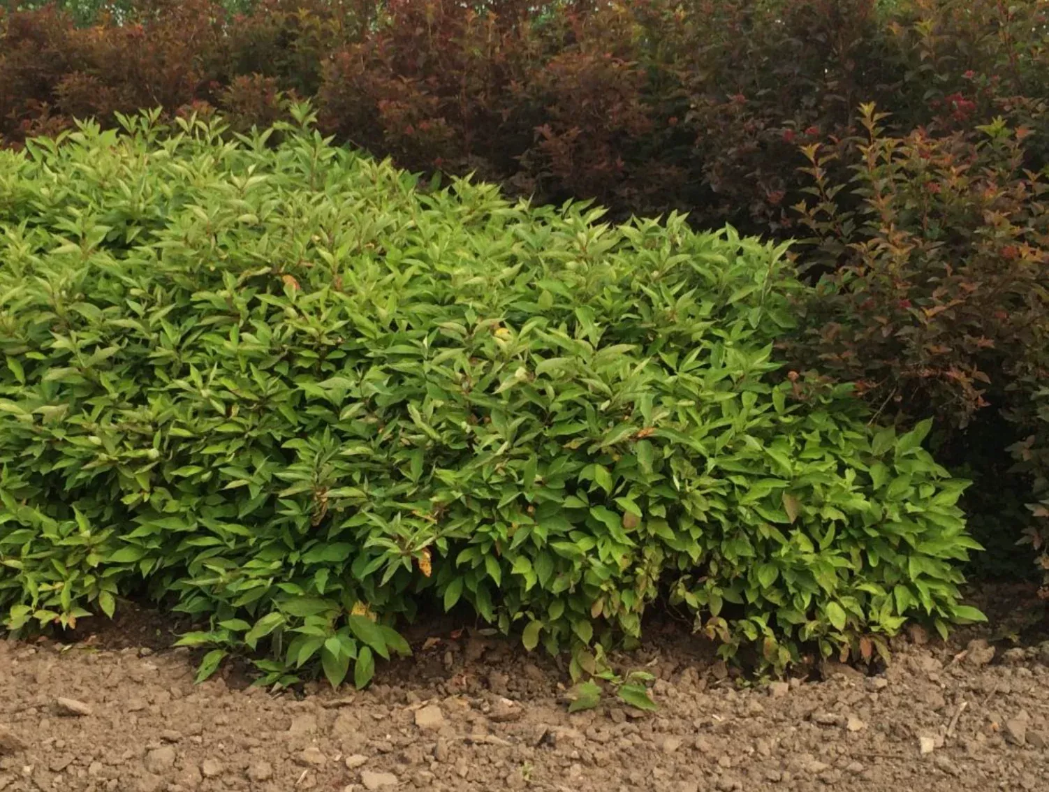 dogwood-little-rebel Dogwood 'Little Rebel'