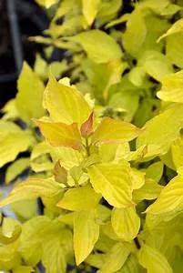 dogwood-neon-burst-2-gal-bl Dogwood:'Neon Burst™' - 2 Gal (Bl)