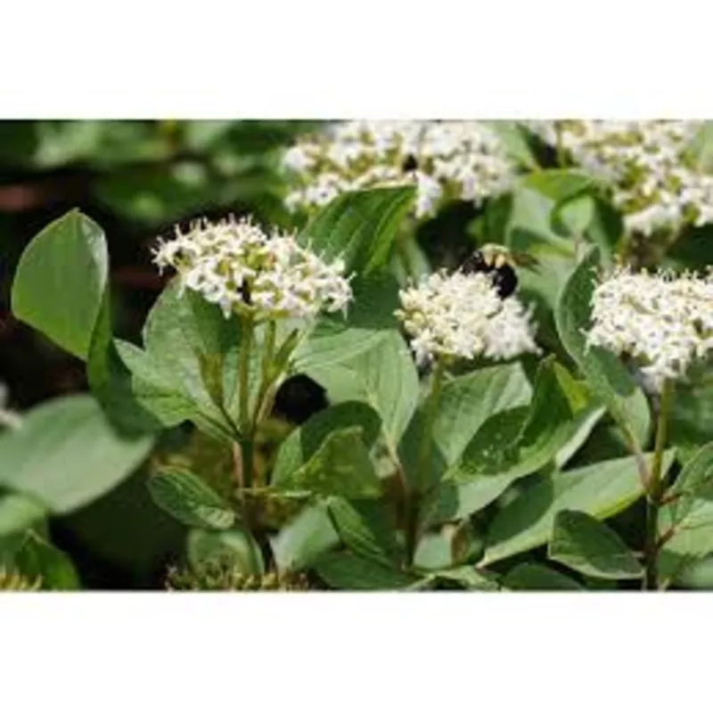 Dogwood (Red Osier)