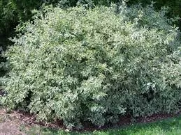 dogwood-silver-leaf-2gal-br Dogwood: Silver Leaf - 2Gal (Br)