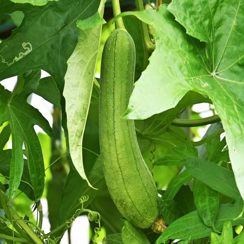 dok-smooth-luffa-gourd Dok Smooth Luffa Gourd