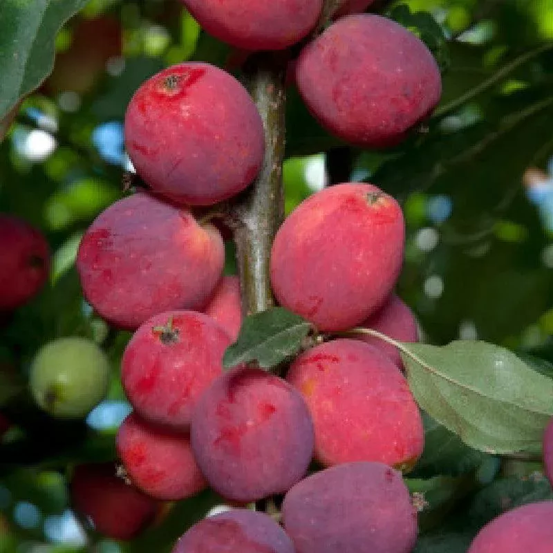 dolgo-crabapple-tree Dolgo Crabapple Tree