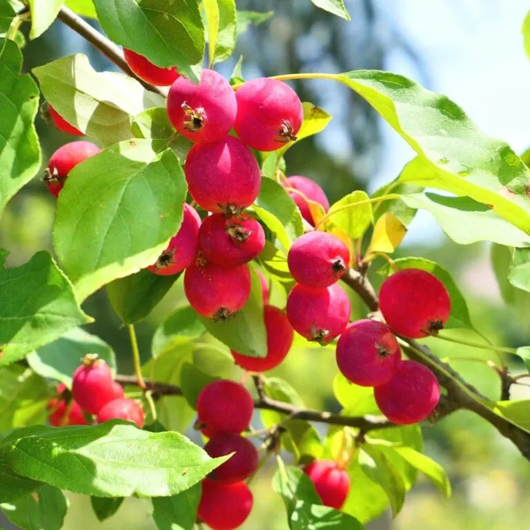 dolgo-crabapple Dolgo Crabapple