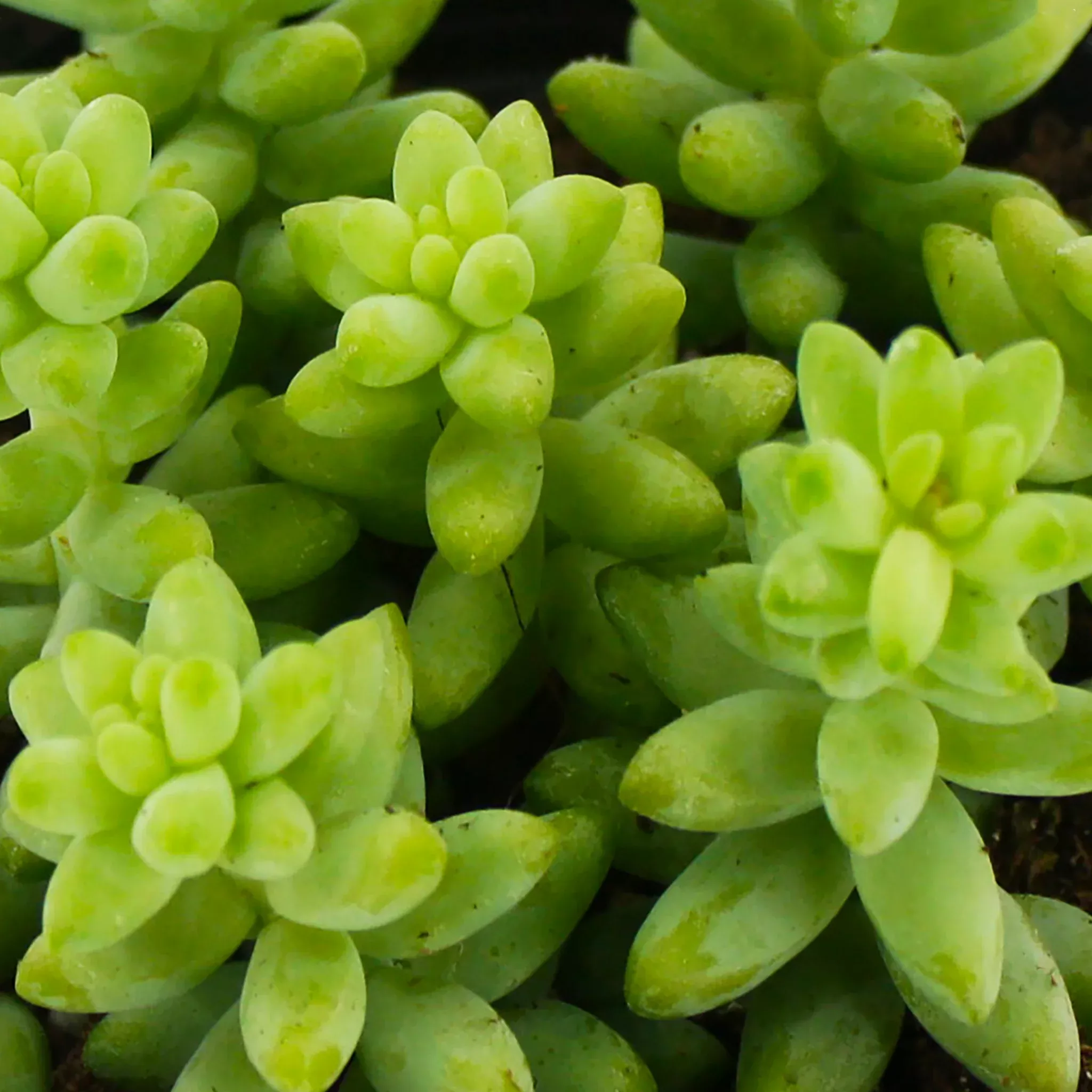 Donkey's Tail
