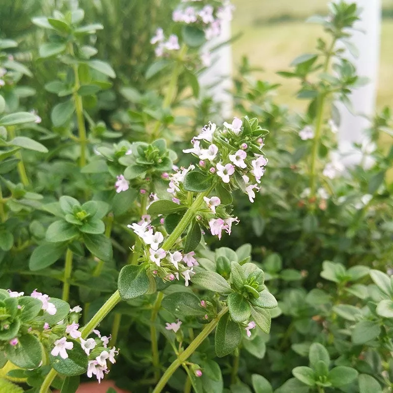 doone-valley-lemon-thyme Doone Valley Lemon Thyme