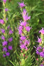 dotted-blazing-star Dotted Blazing Star