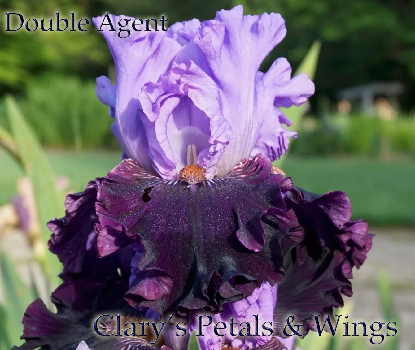 double-agent-1986-tb-reblooming DOUBLE AGENT - 1986 - TB - Reblooming