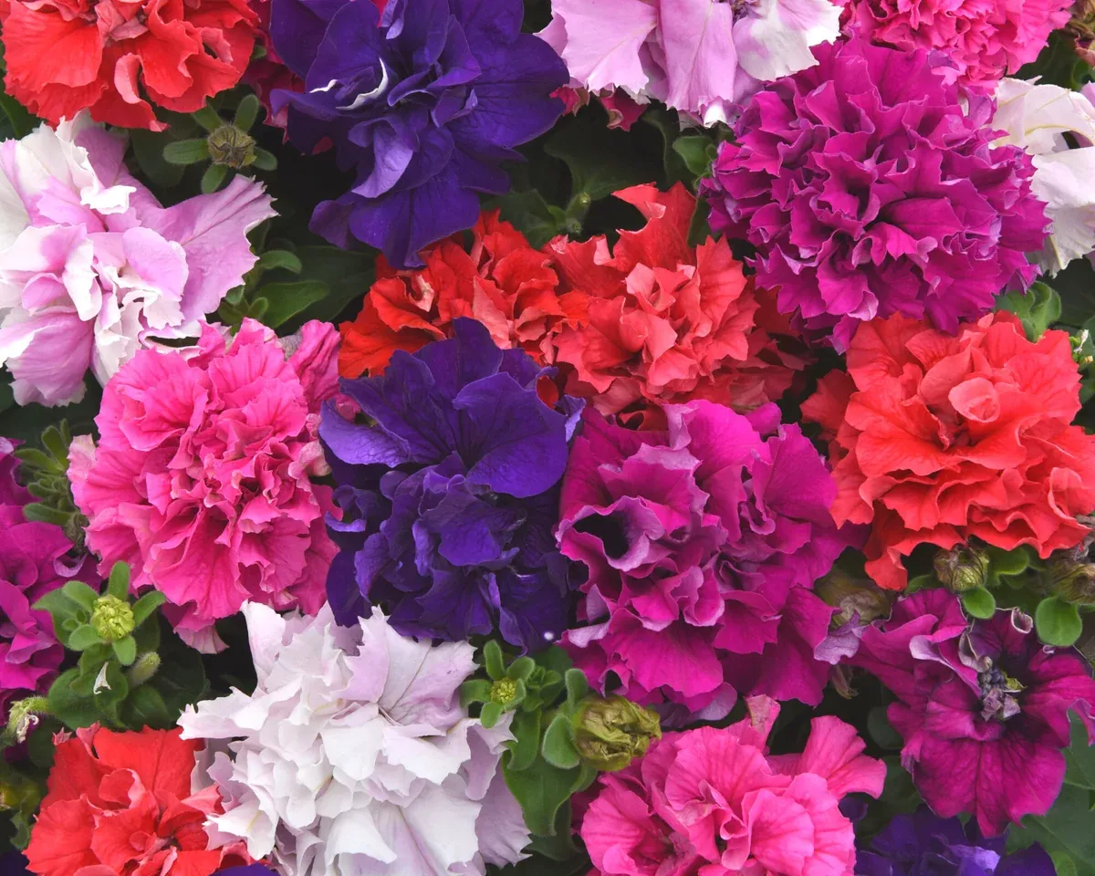 double-cascade-grandiflora-hybrid-mix-petunia Double Cascade Grandiflora Hybrid Mix Petunia