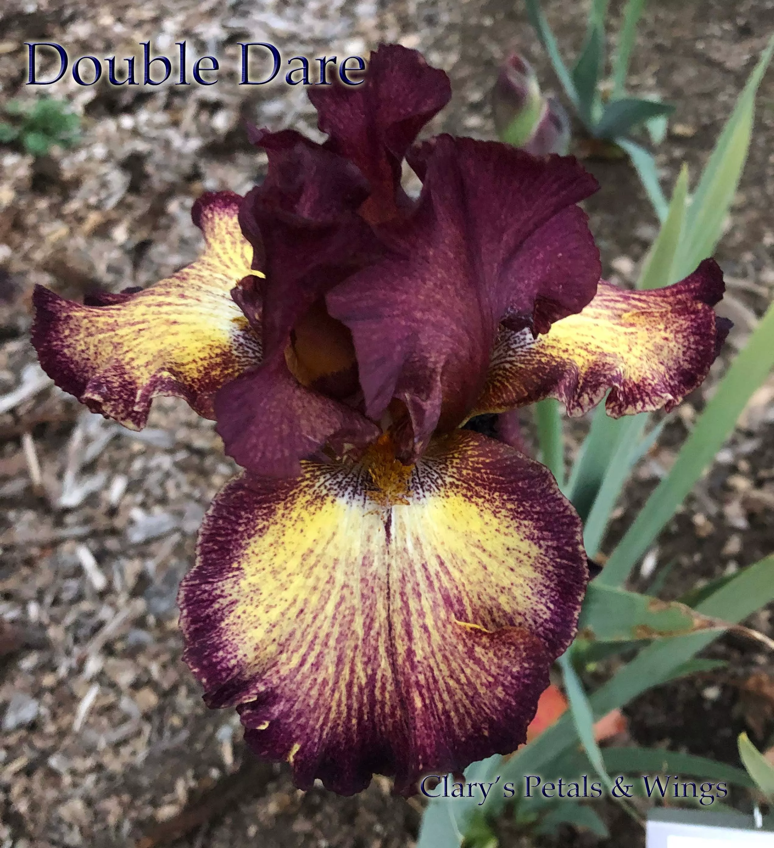 double-dare-2014-bb-reblooming DOUBLE DARE - 2014 - BB - Reblooming