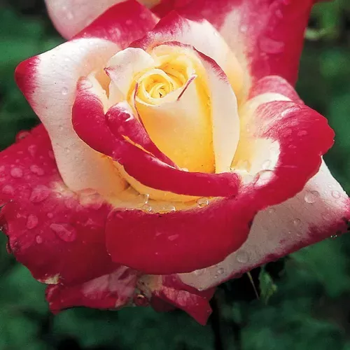 double-delight-hybrid-tea-rose Double Delight Hybrid Tea Rose