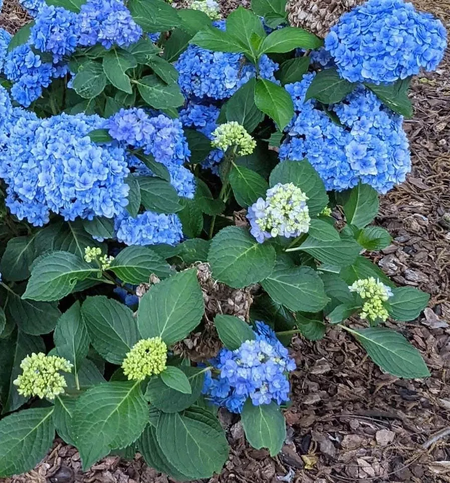 Double Down Hydrangea