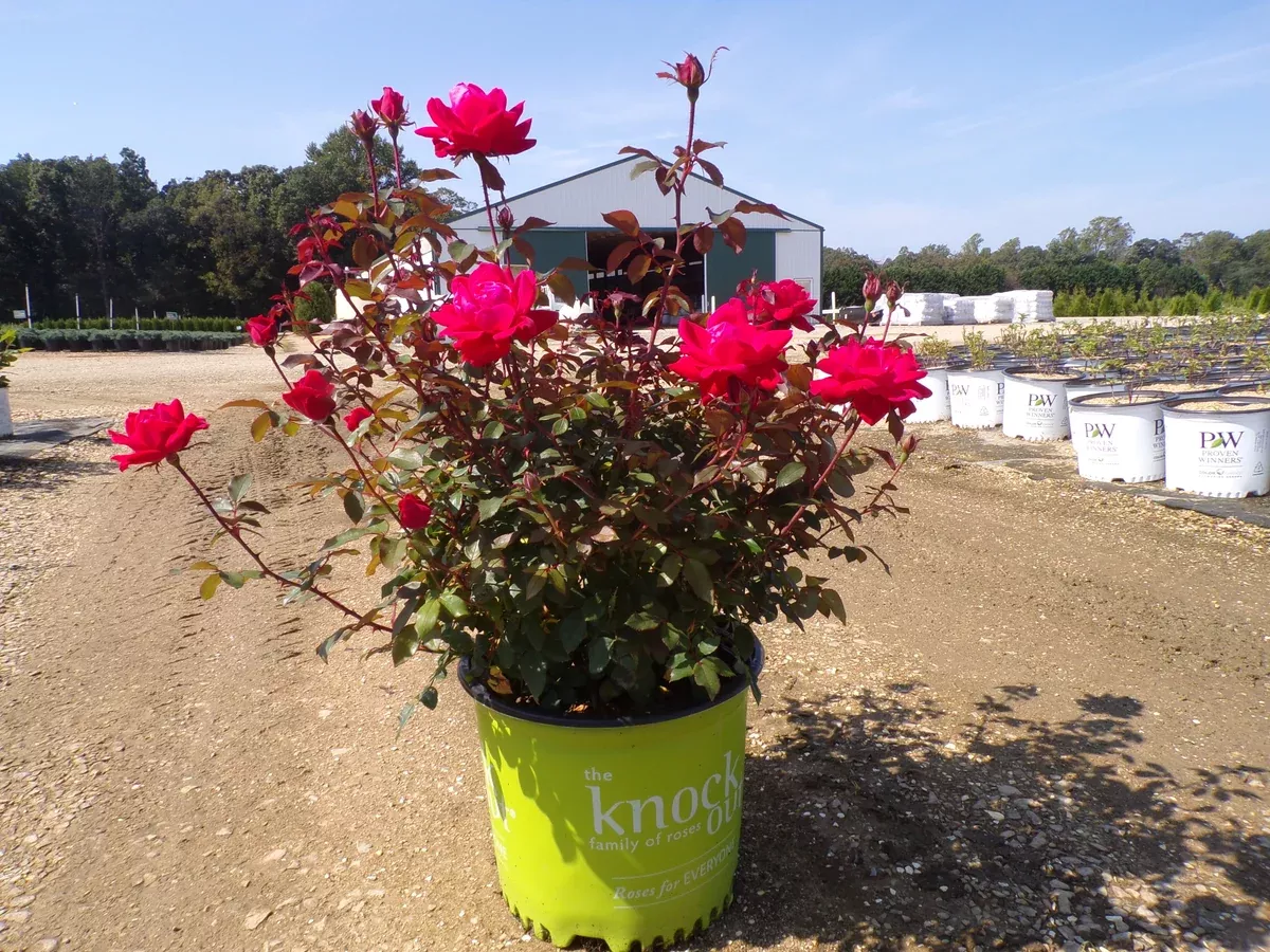 Double Knock Out Red Rose