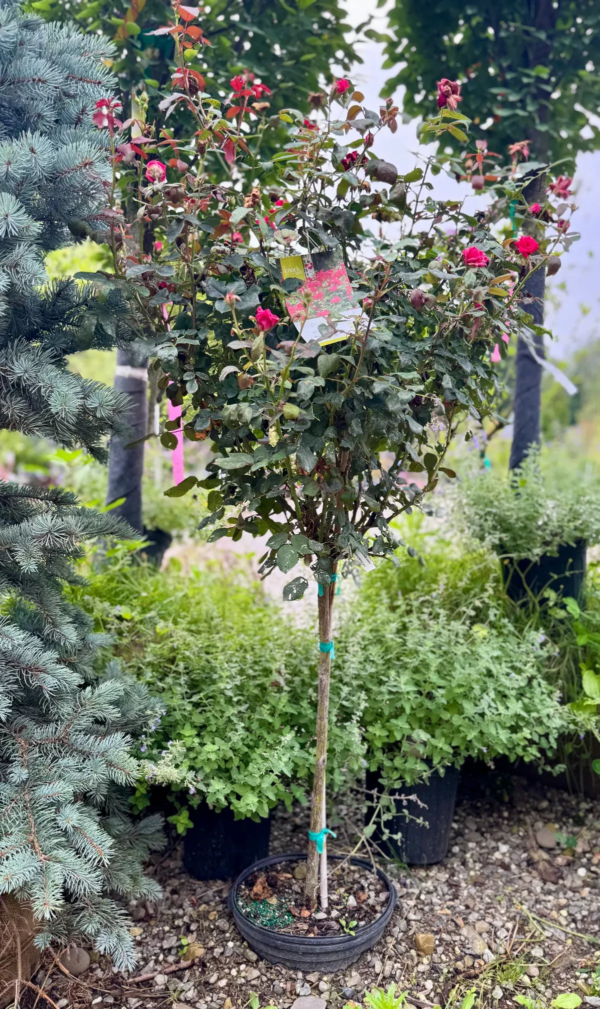 double-knock-out-rose-tree-form Double Knock Out Rose Tree Form