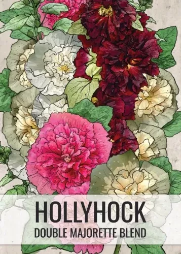 double-majorette-hollyhock-mixture-alcea-rosea Double Majorette Hollyhock Mixture (Alcea rosea)