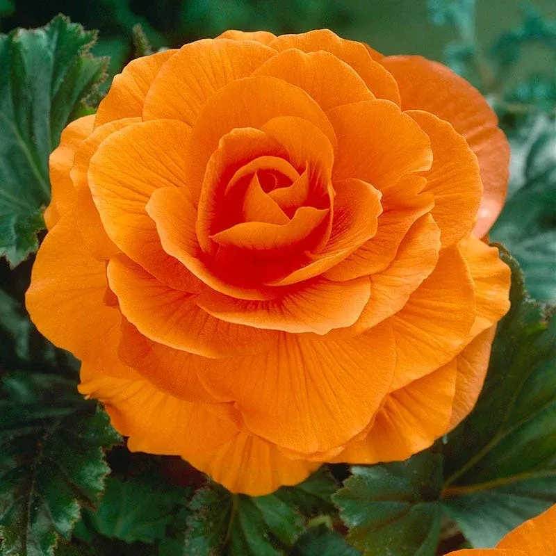 double-orange-begonia Double Orange Begonia