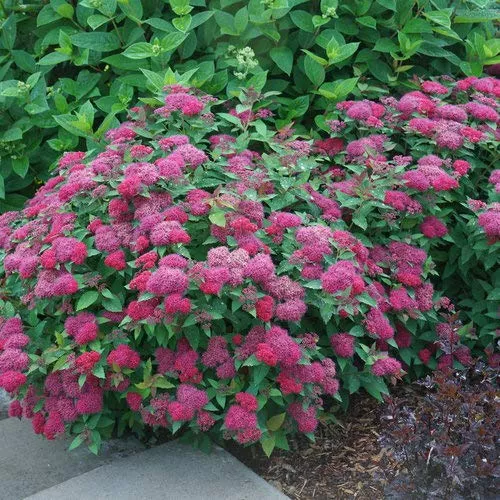 double-play-doozie-spirea Double Play Doozie Spirea
