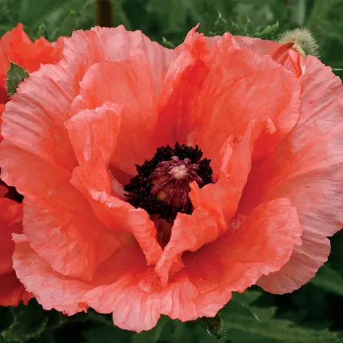 ‘Double Pleasure’ Oriental Poppy