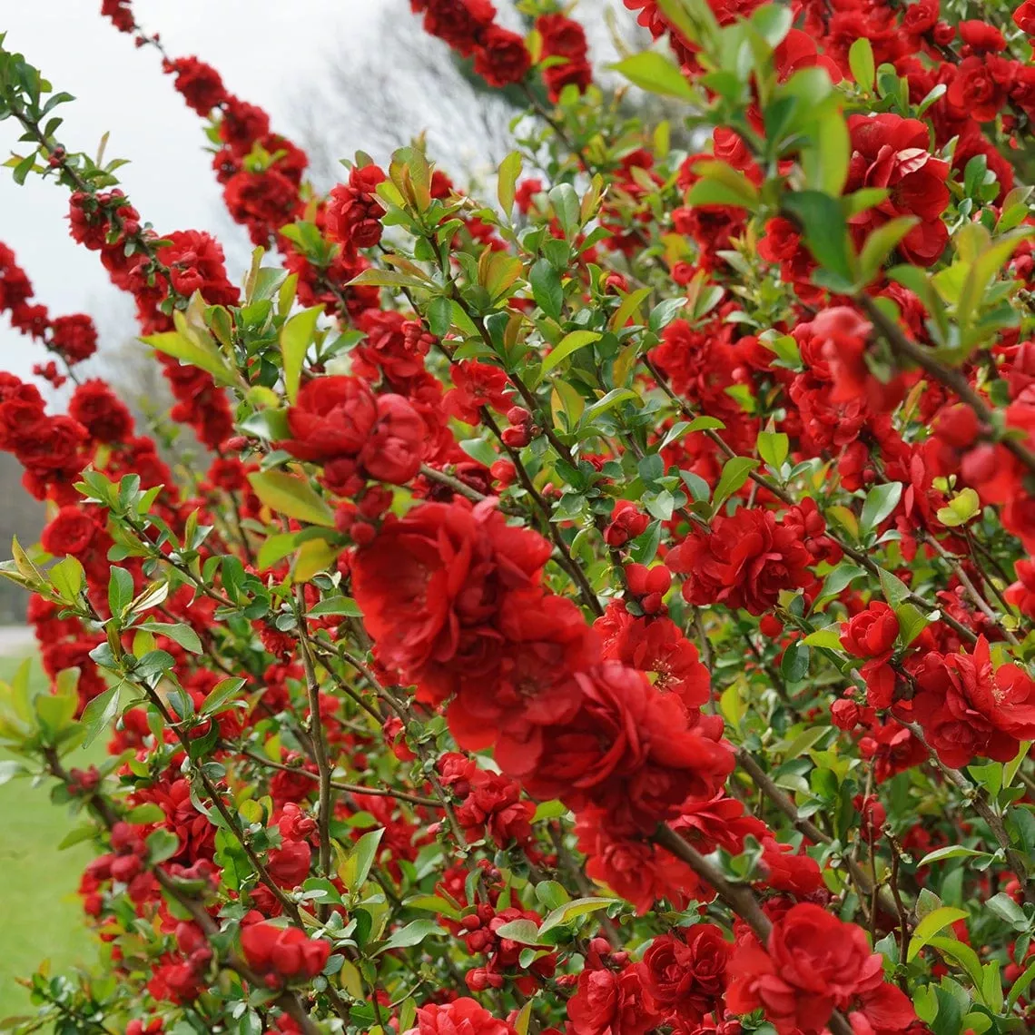 double-take-scarlet-flowering-quince Double Take Scarlet Flowering Quince