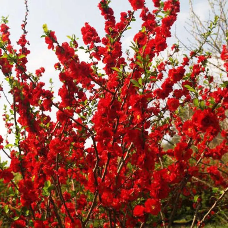 double-take-scarlet-quince Double Take Scarlet™ Quince