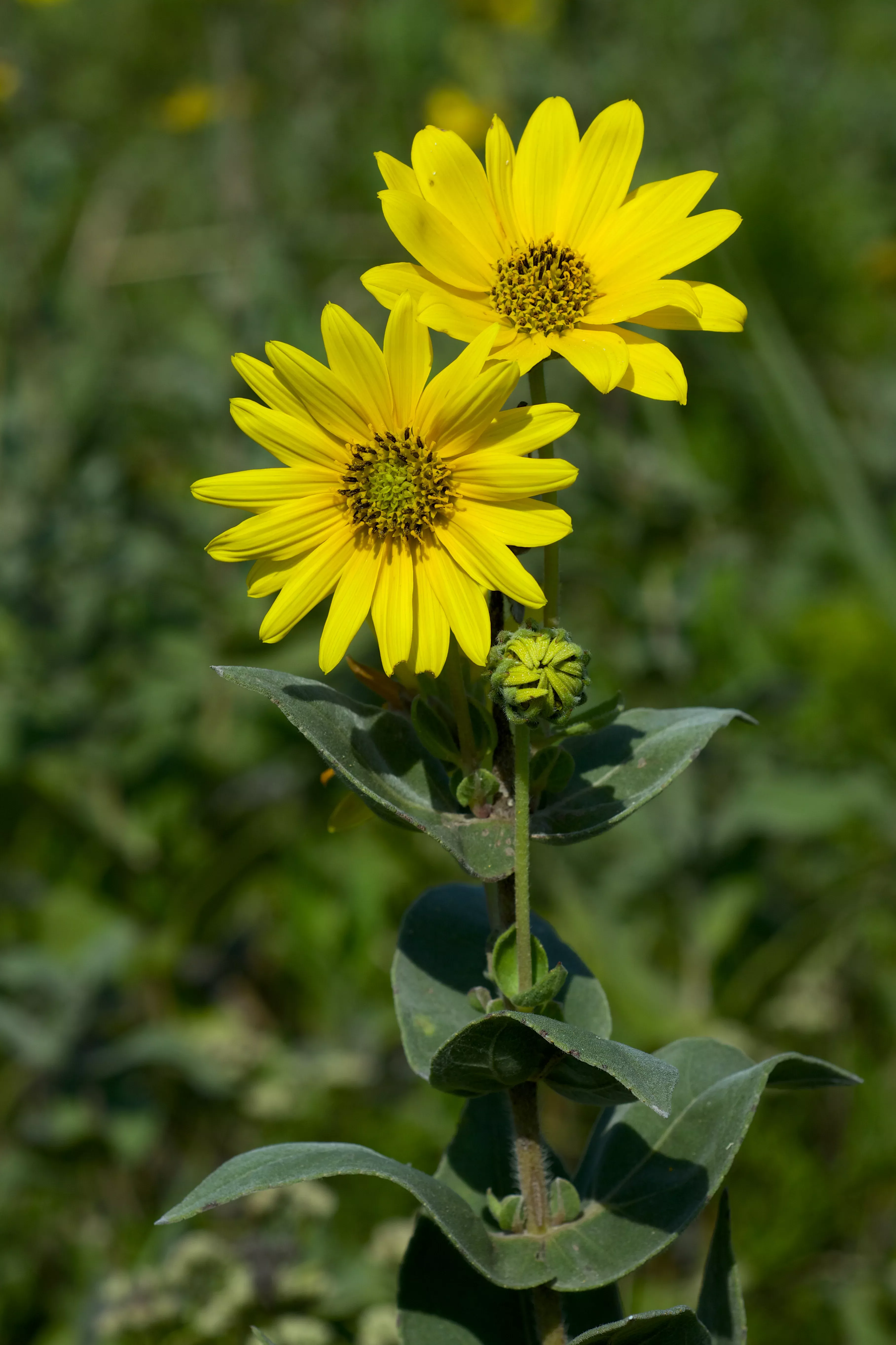 downy-sunflower Downy Sunflower