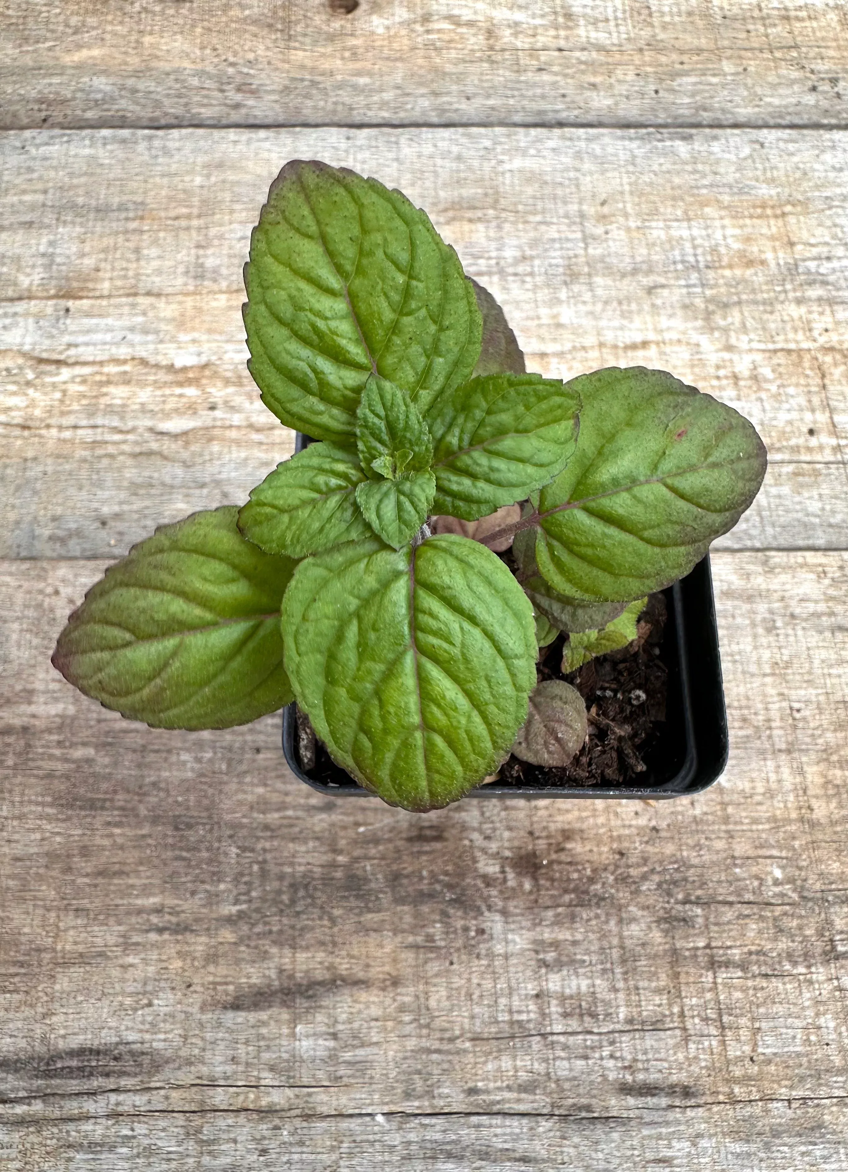 downy-wood-mint Downy Wood Mint