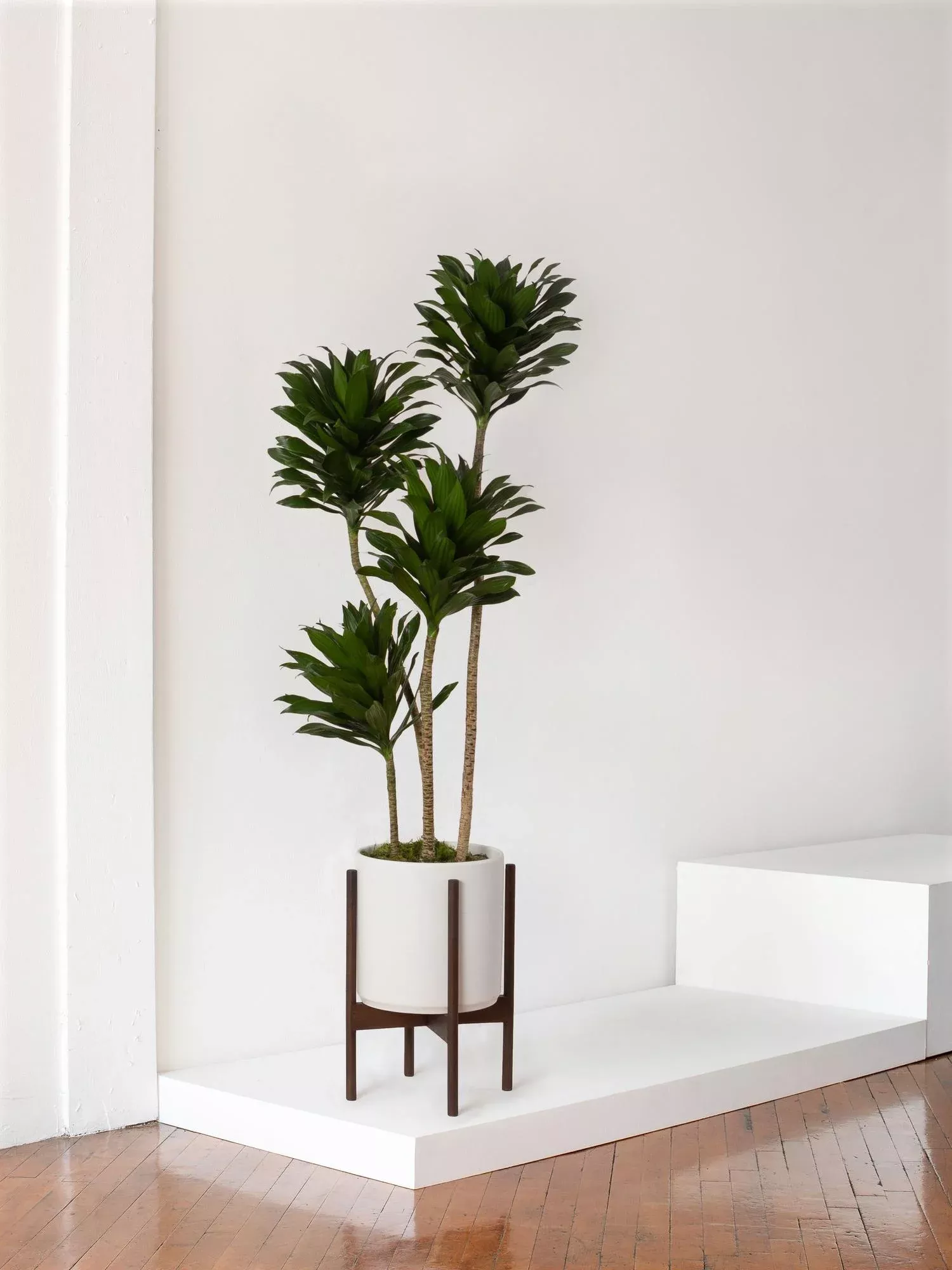 dracaena-compacta-4-ft-tall-extra-large-mid-century Dracaena Compacta 4 ft tall Extra Large Mid-Century