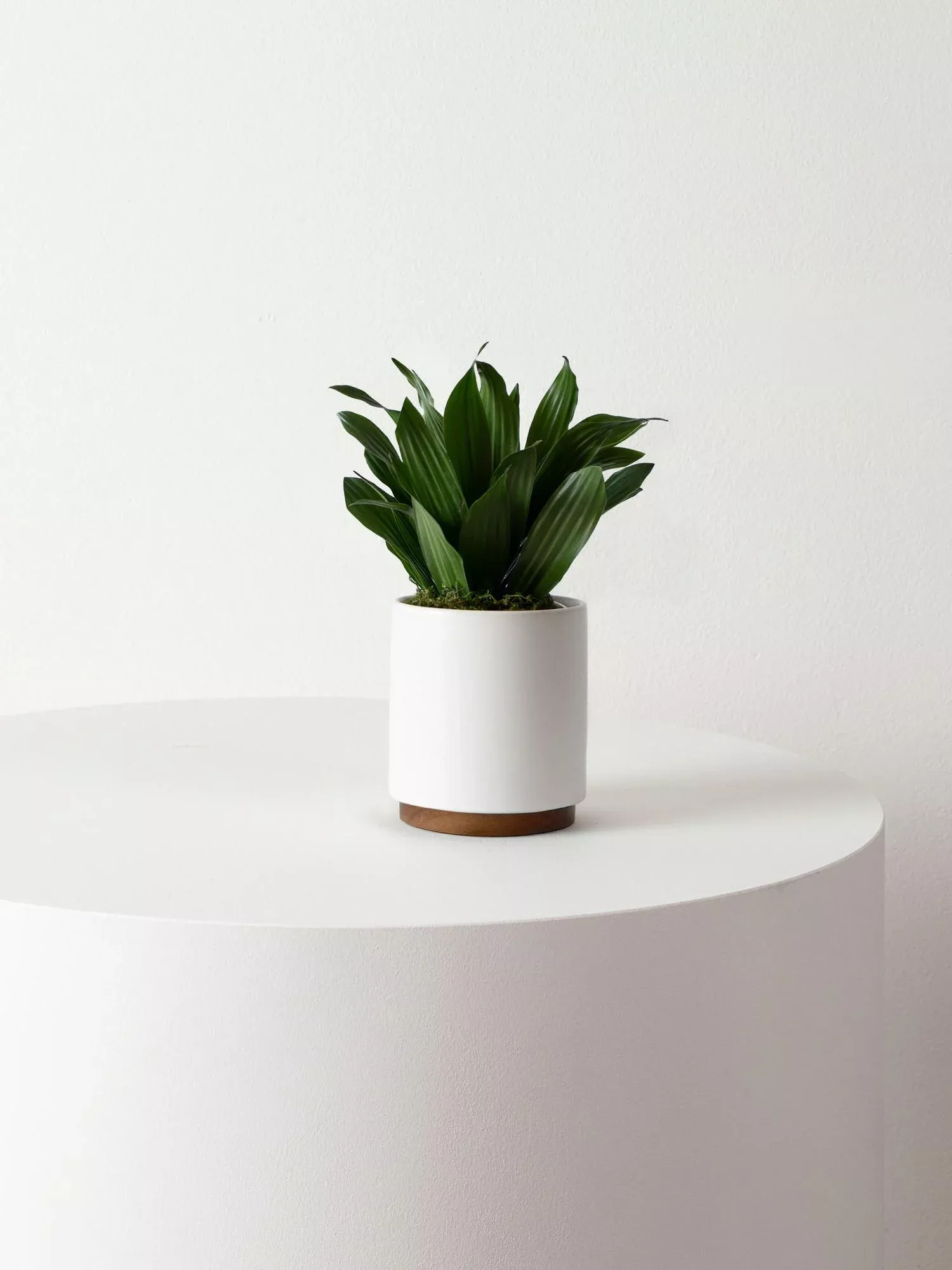 dracaena-compacta-6-8-in-tall-small-mid-century-ceramic Dracaena Compacta 6-8 in tall Small Mid-Century Ceramic