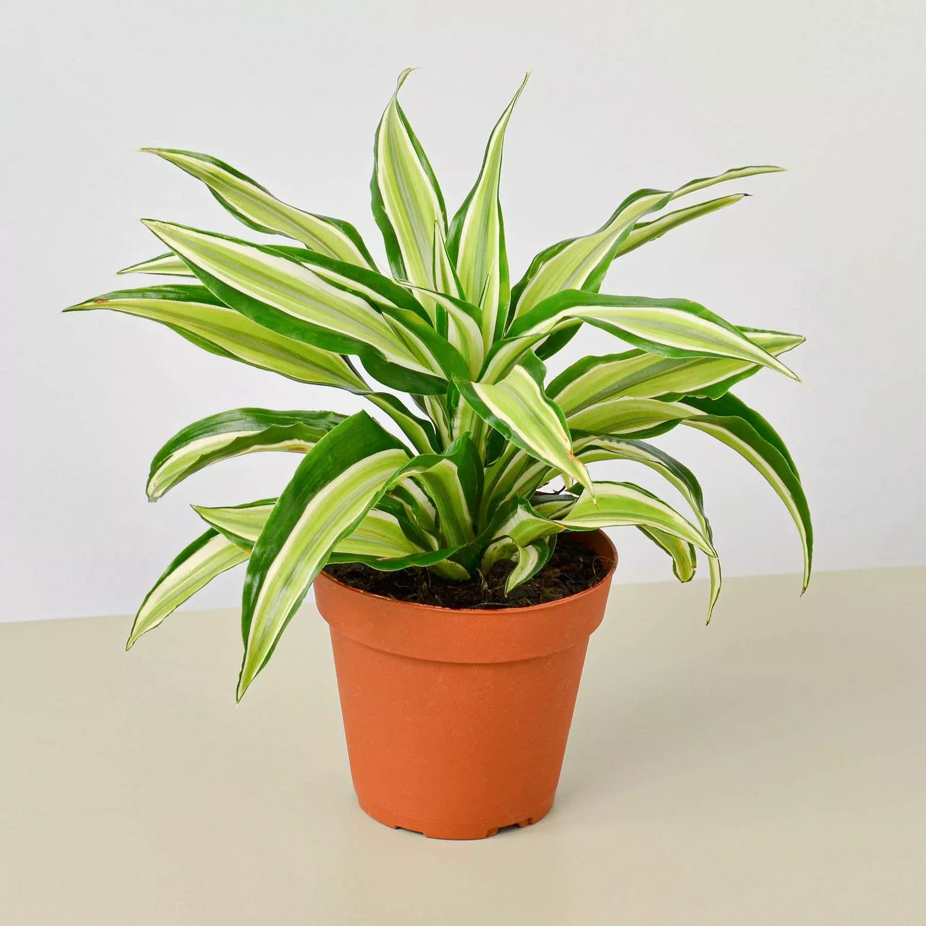 dracaena-malaika Dracaena 'Malaika'